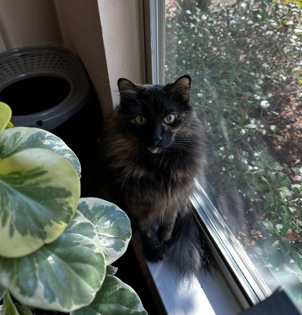 Enlarge Evie - Riley Fuzzel Petsmart, a Adoptable Tortoiseshell in Spring, TX image 2/3