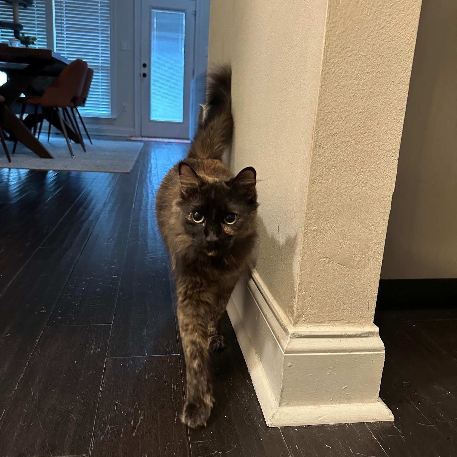 Enlarge Evie - Riley Fuzzel Petsmart, a Adoptable Tortoiseshell in Spring, TX image 1/3