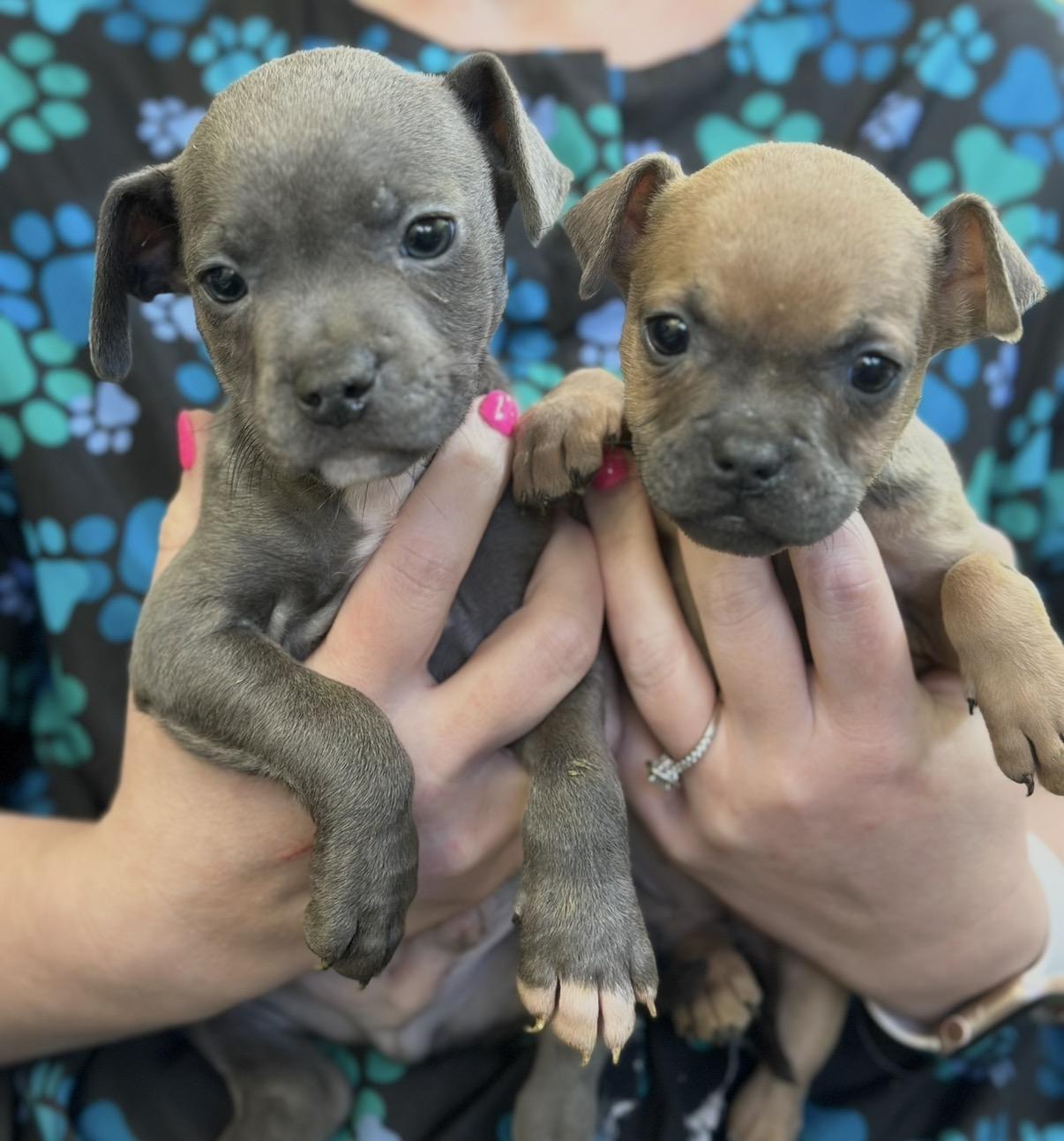 Lux & Laurie , adopted, Puppy Male Boston Terrier & Chihuahua.