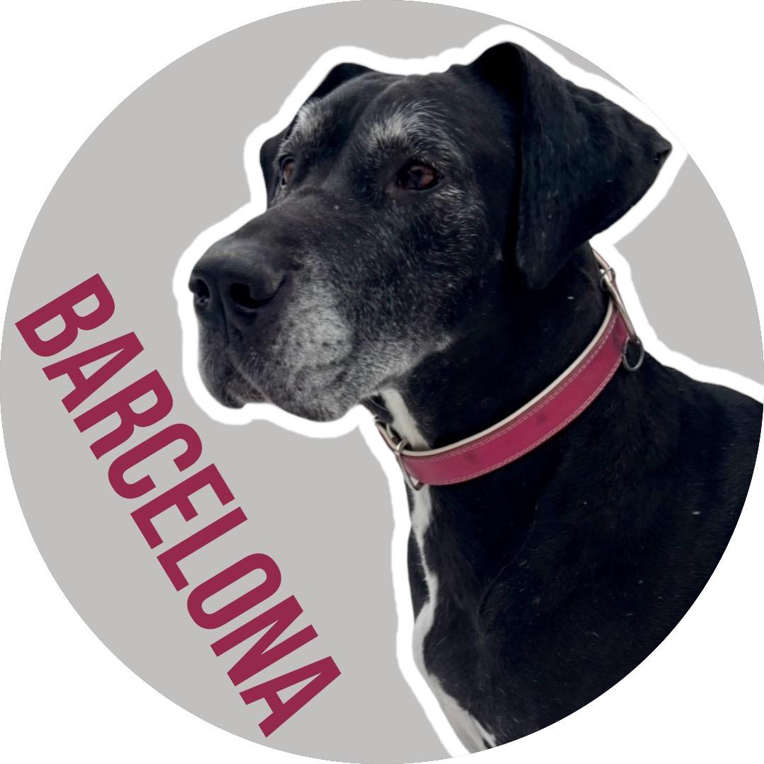 Enlarge Barcelona, a ADOPTABLE Great Dane in Athens, TX image 1/6