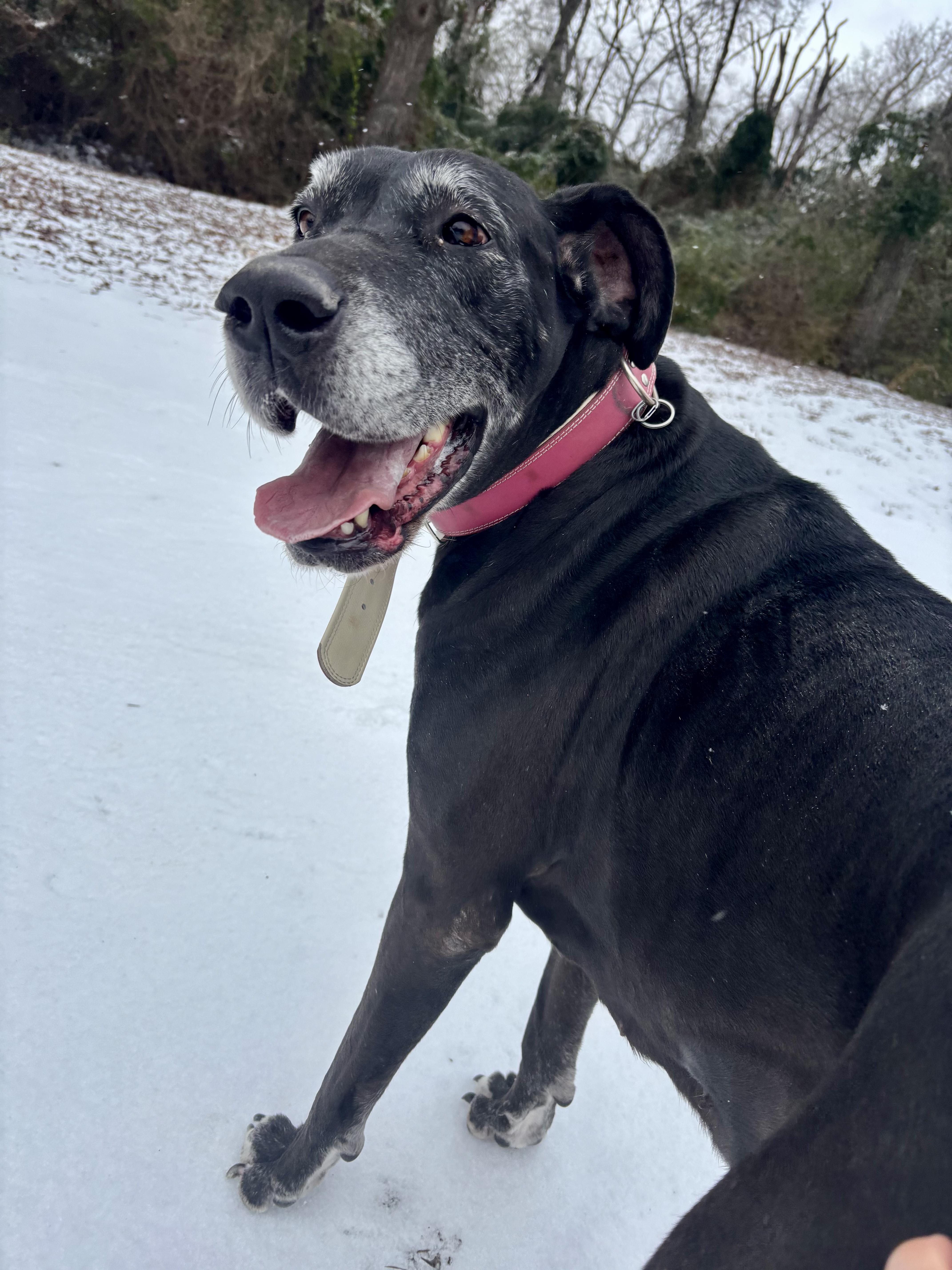 Enlarge Barcelona, a ADOPTABLE Great Dane in Athens, TX image 5/6