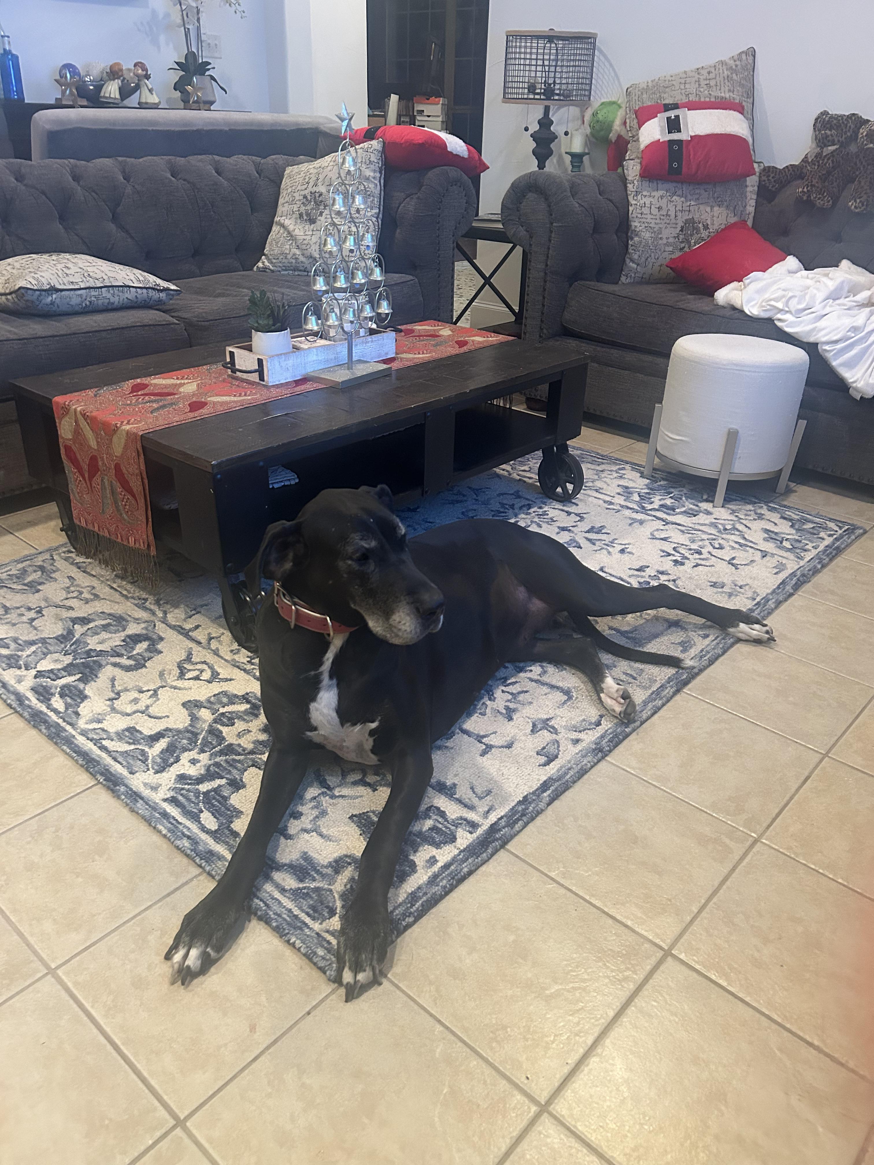 Enlarge Barcelona, a ADOPTABLE Great Dane in Athens, TX image 3/6