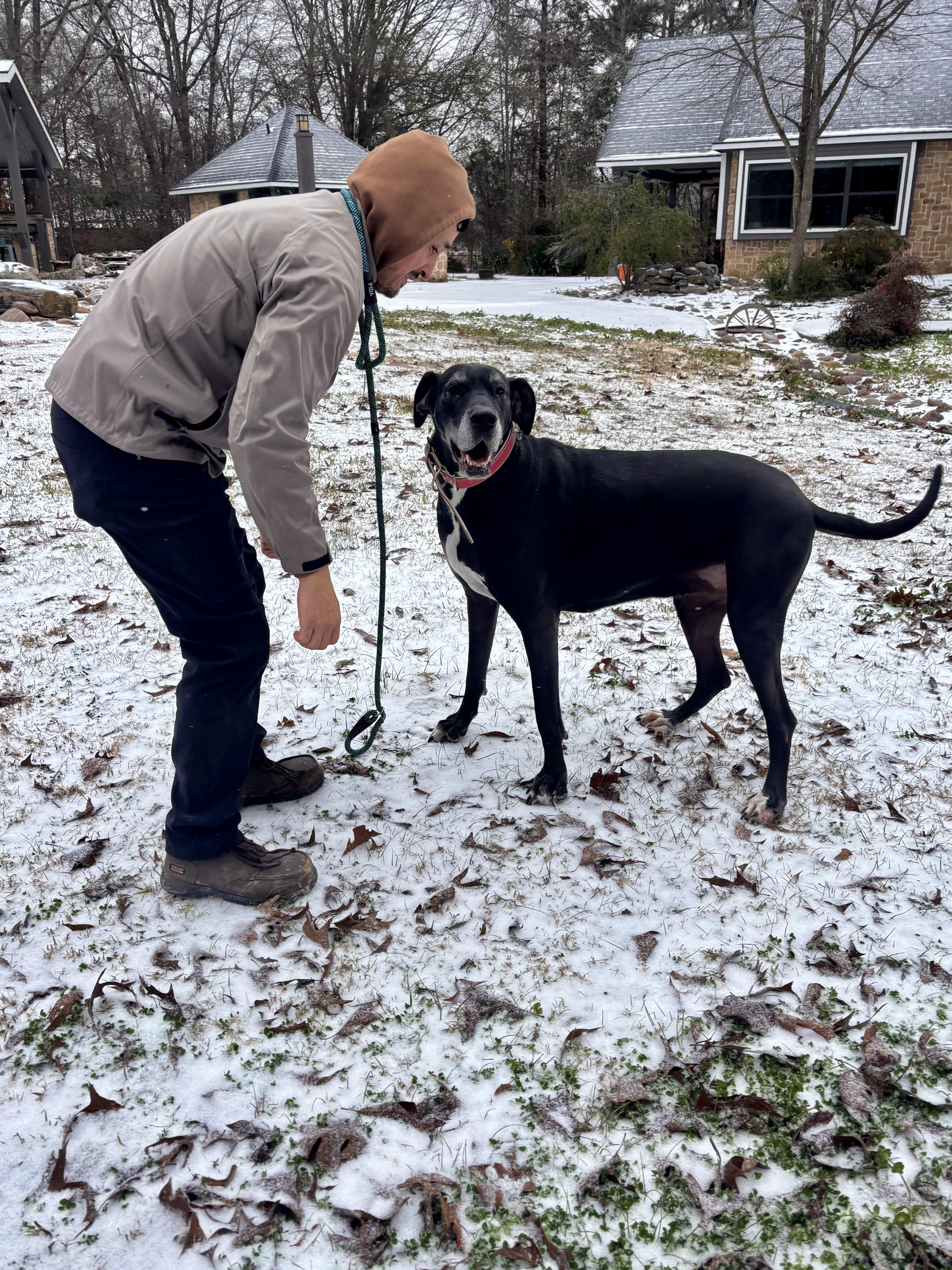 Enlarge Barcelona, a ADOPTABLE Great Dane in Athens, TX image 4/6