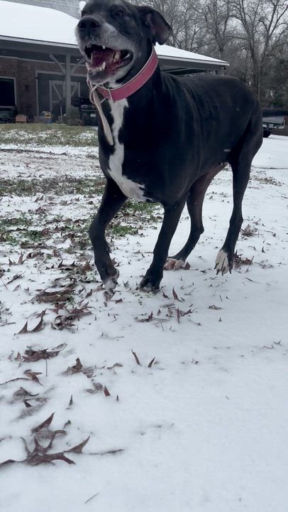 Enlarge Barcelona, a ADOPTABLE Great Dane in Athens, TX video 2/6