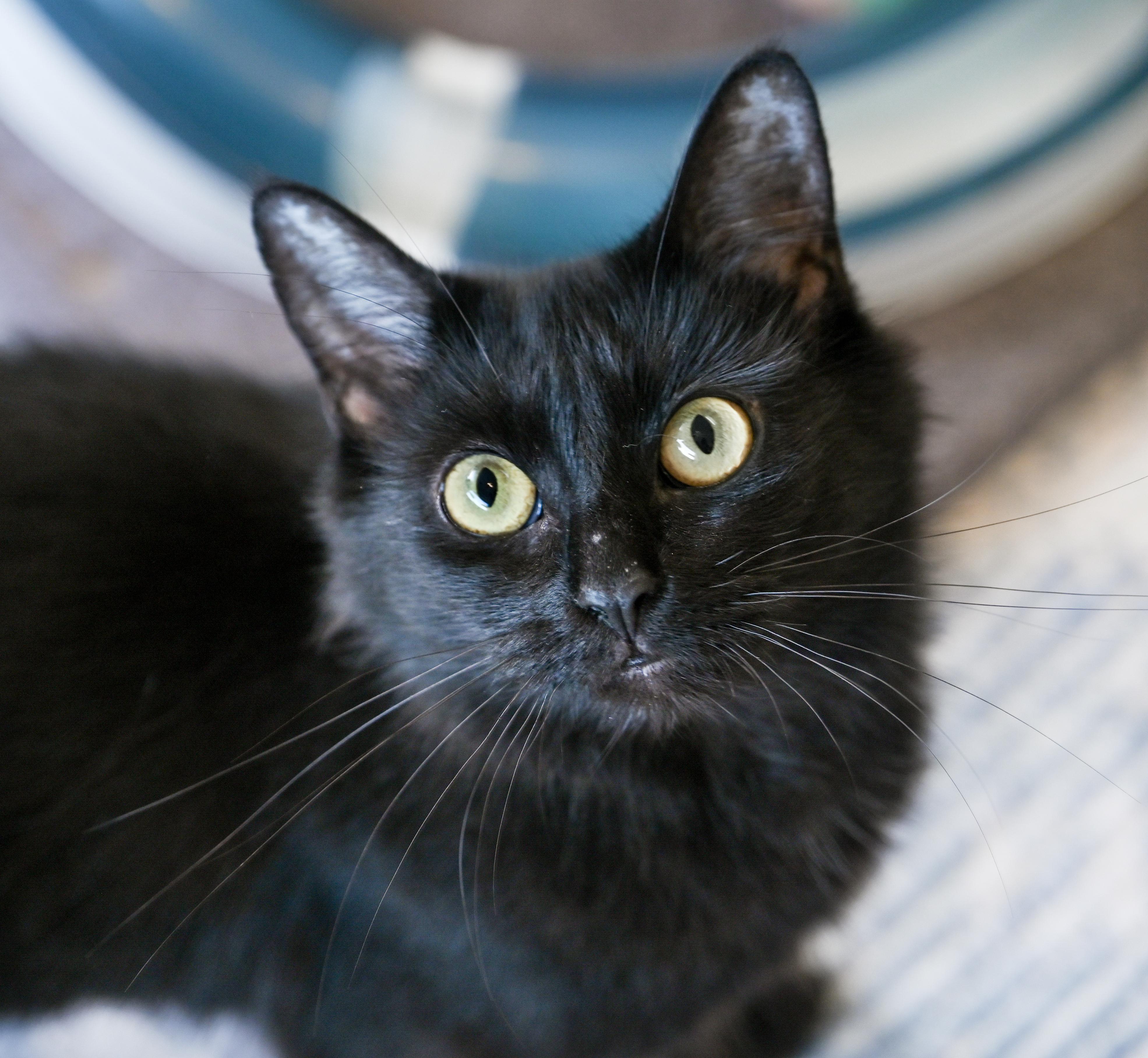 Enlarge Viola, a Adoptable mixed breed in Chattanooga, TN image 4/5