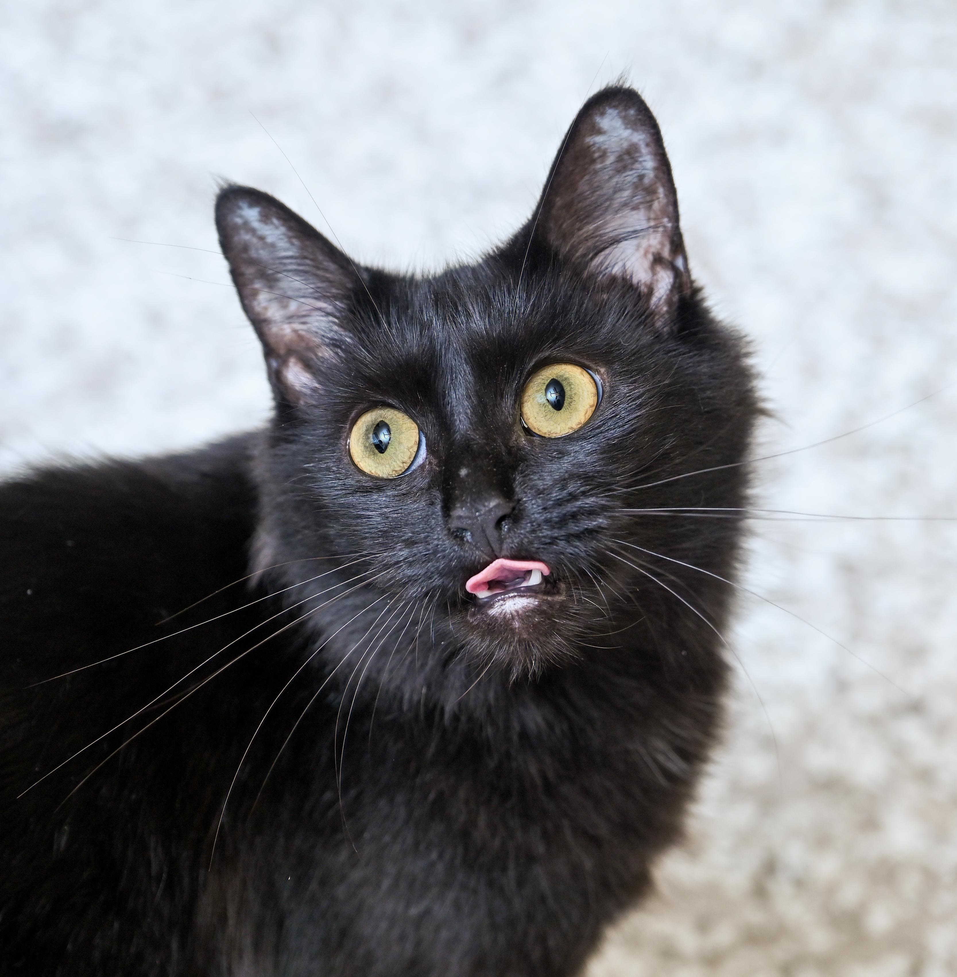 Enlarge Viola, a Adoptable mixed breed in Chattanooga, TN image 2/5