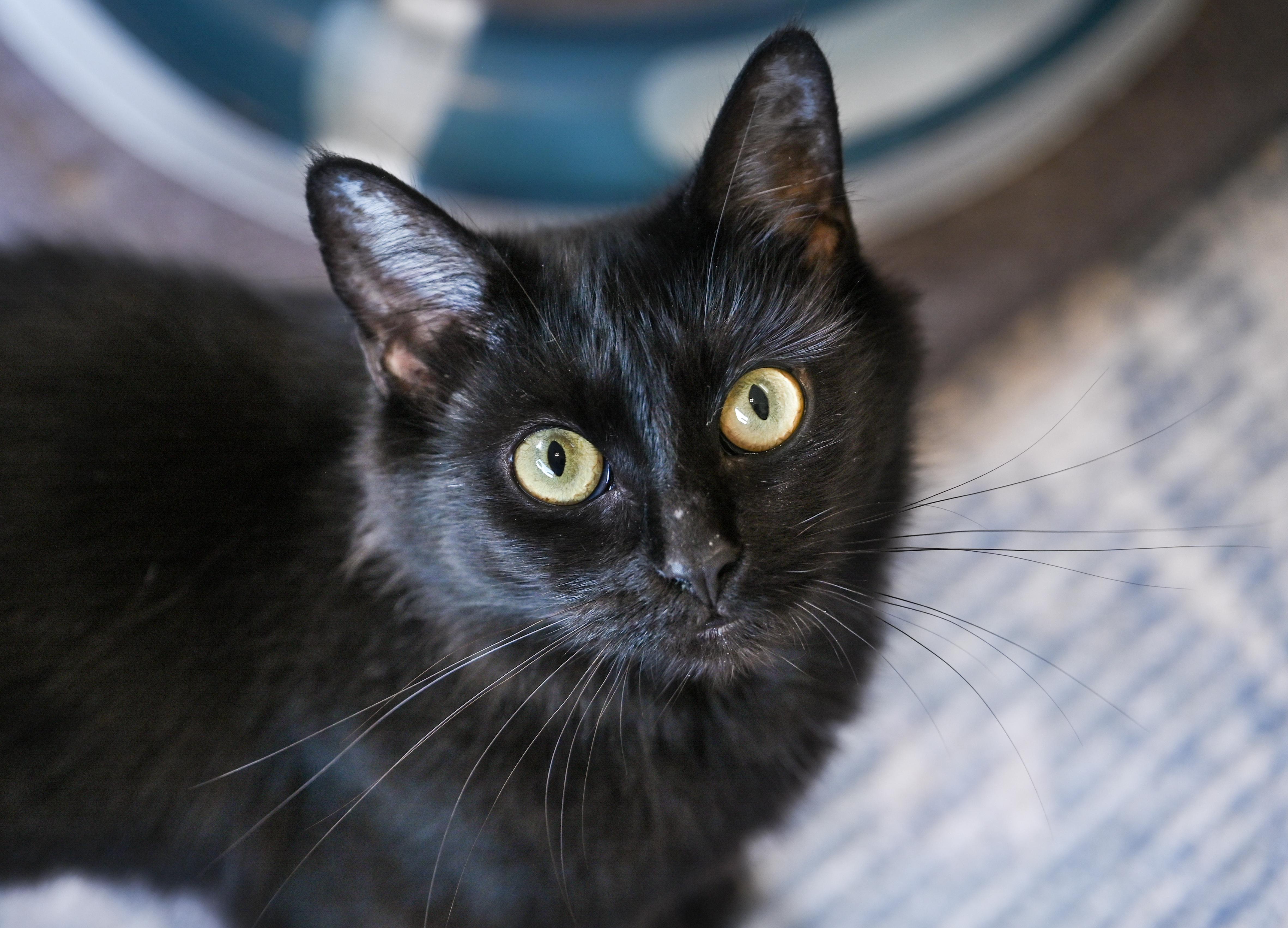 Enlarge Viola, a Adoptable mixed breed in Chattanooga, TN image 5/5
