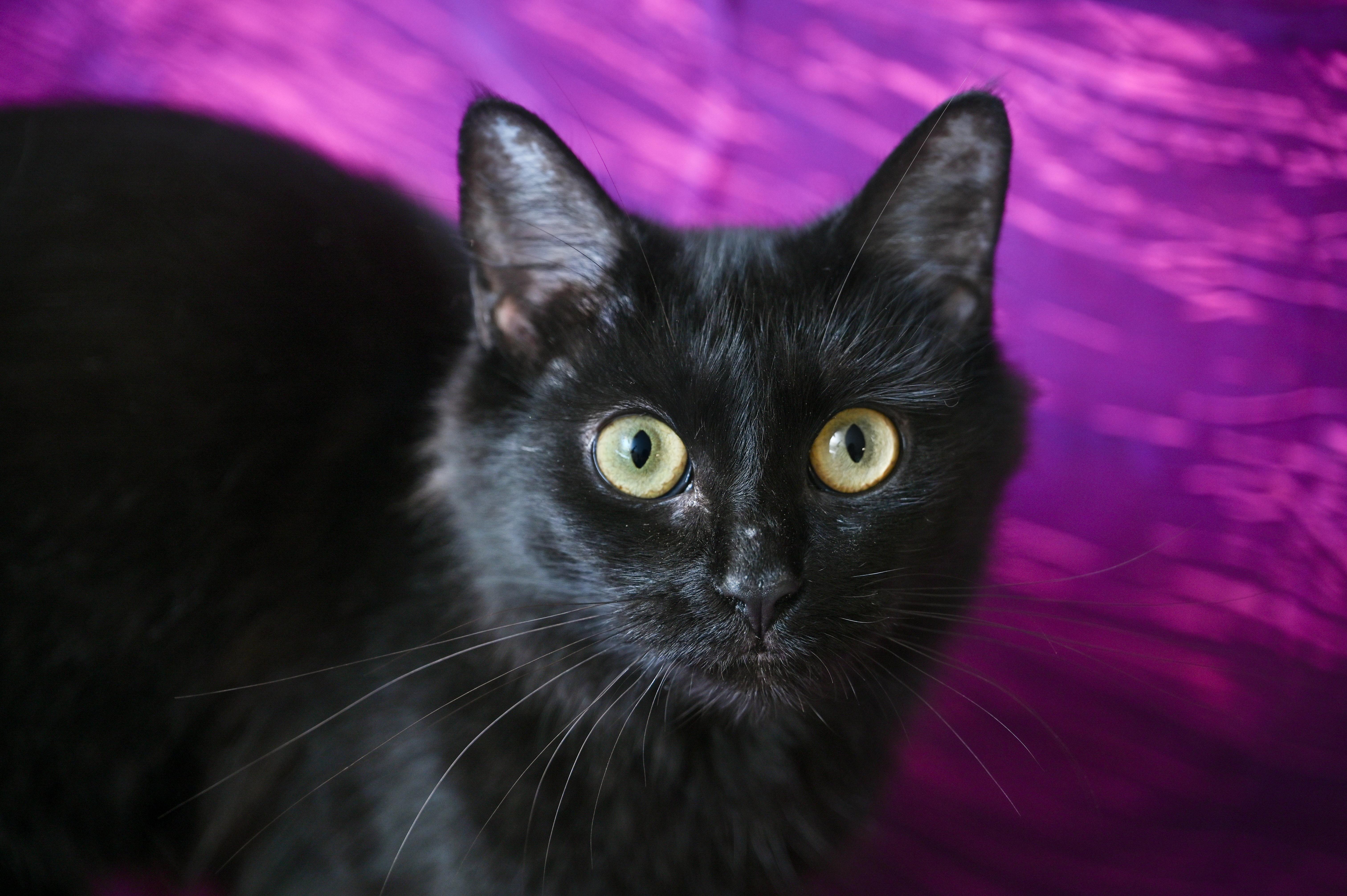 Viola, Adoptable, Adult Female Domestic Medium Hair.