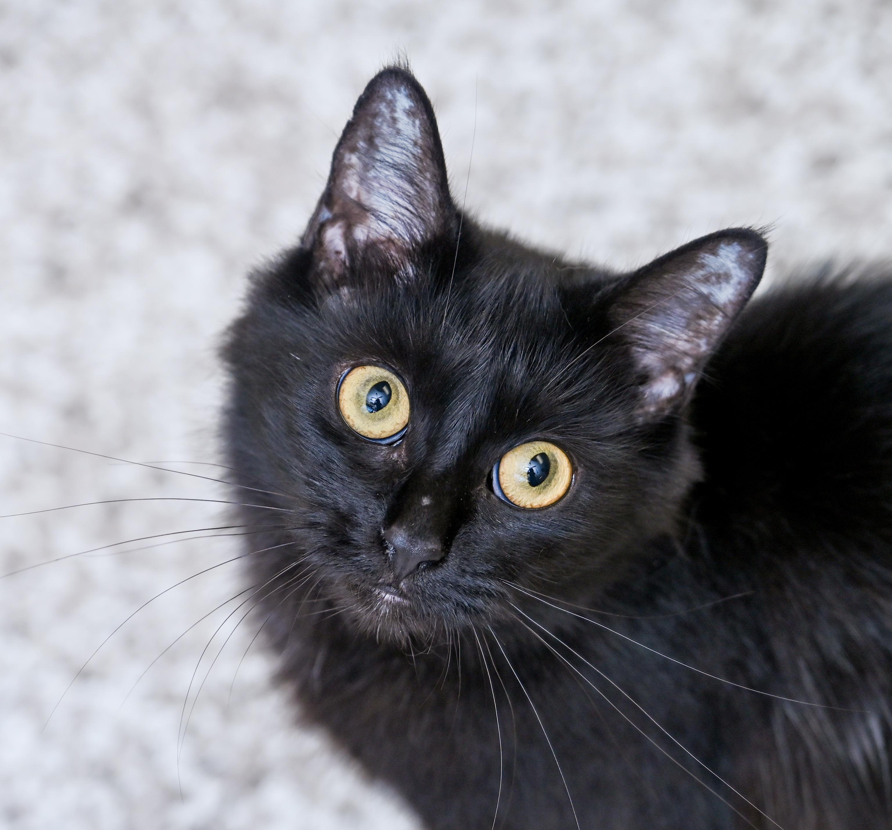 Enlarge Viola, a Adoptable mixed breed in Chattanooga, TN image 3/5