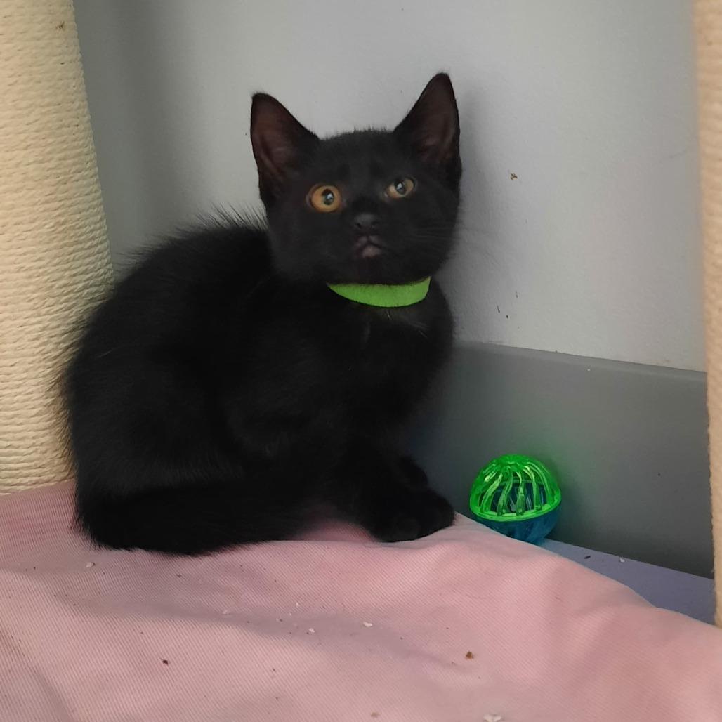Sombra (Light Green collar), Adoptable, Kitten Female Domestic Medium Hair.