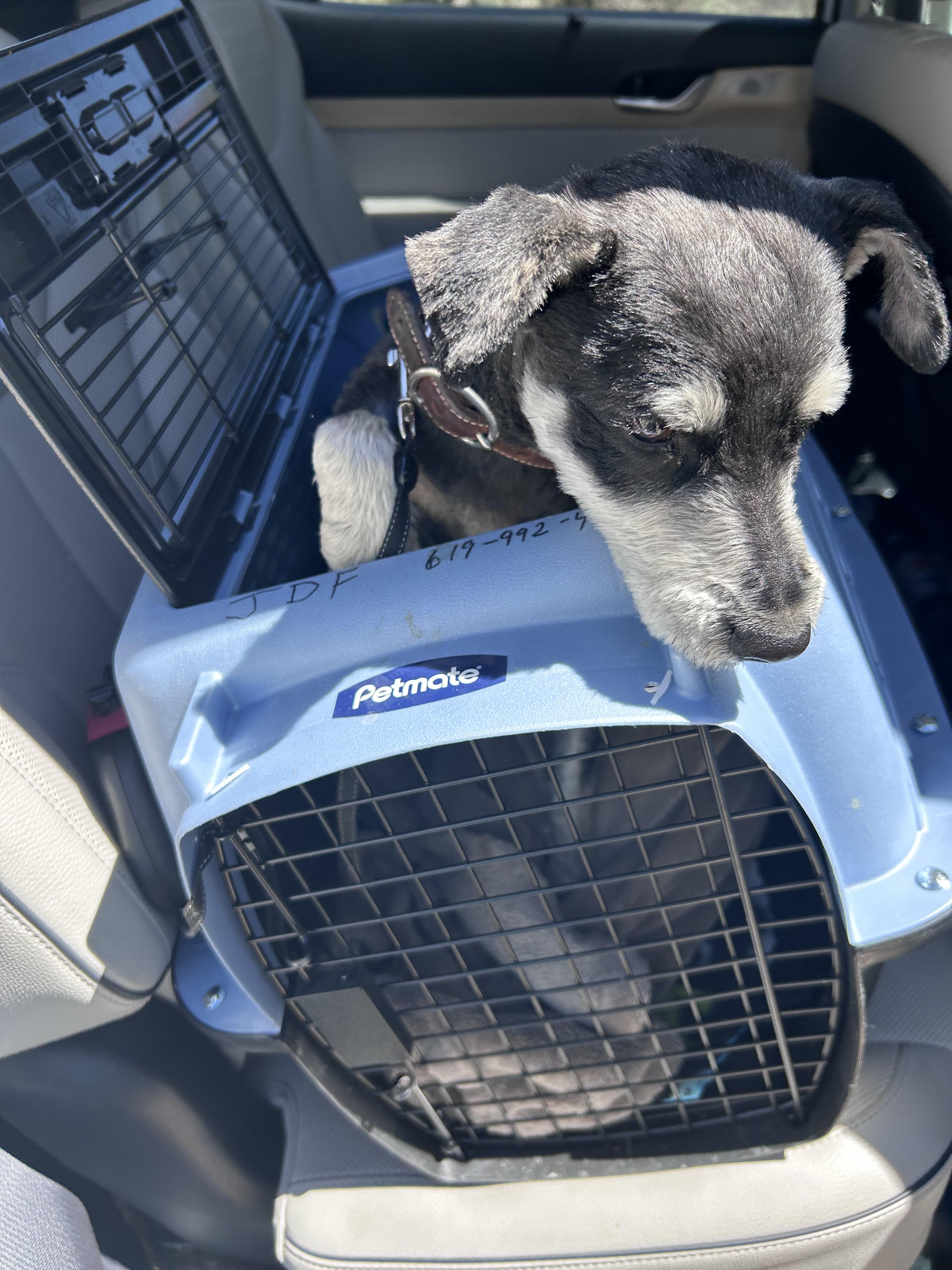 Ollie -H, Adoptable, Adult Male Miniature Schnauzer.
