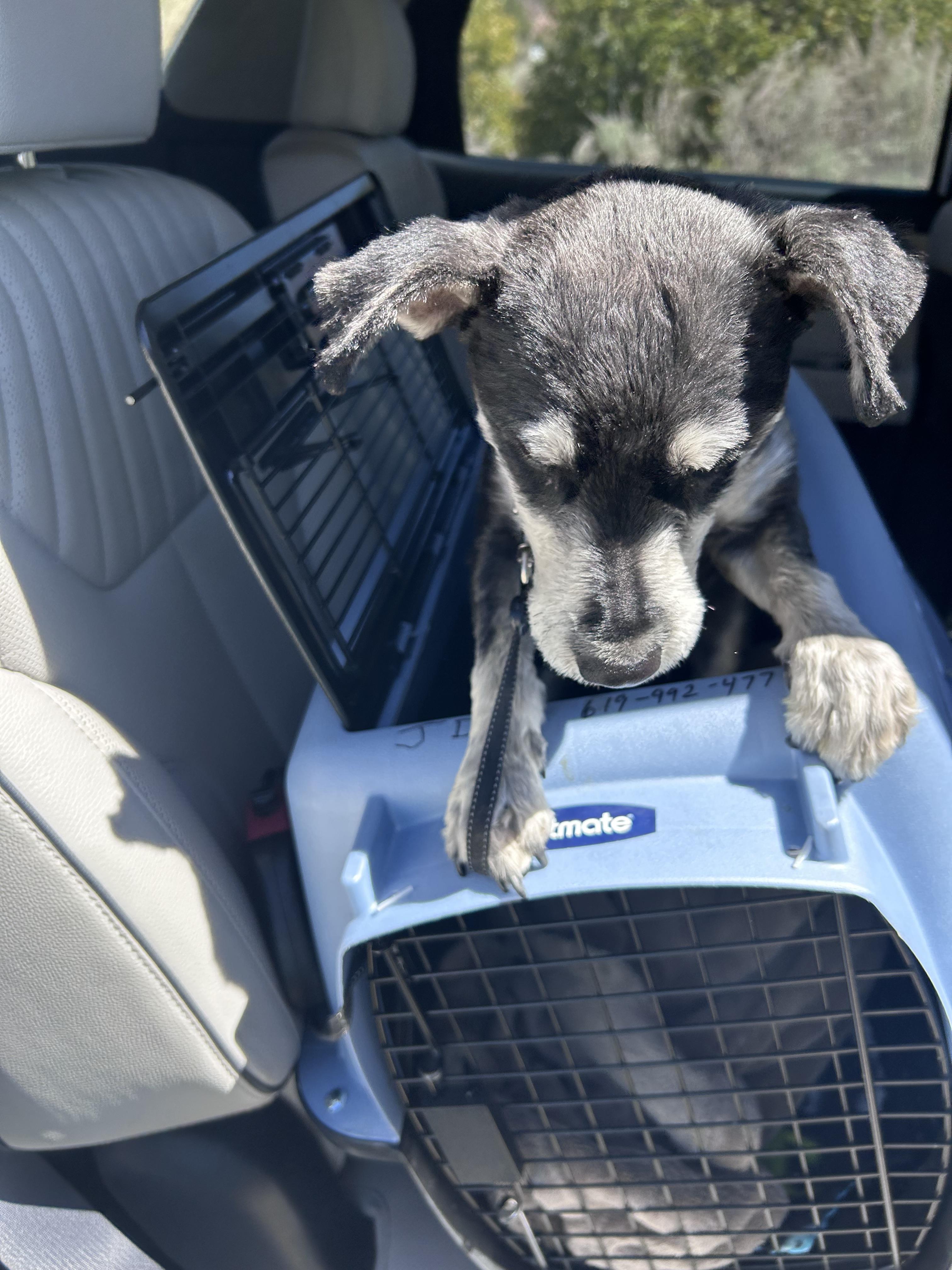 Enlarge Ollie -H, a Adoptable mixed breed in Hurricane, UT image 2/6