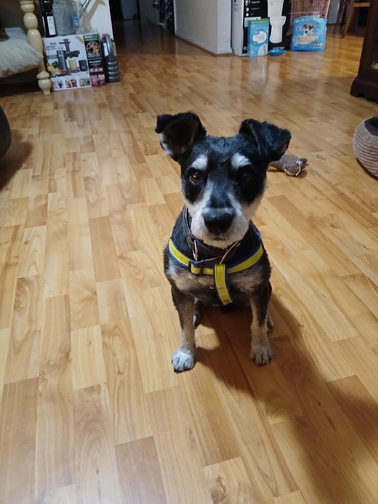 Enlarge Ollie -H, a Adoptable mixed breed in Hurricane, UT image 4/6