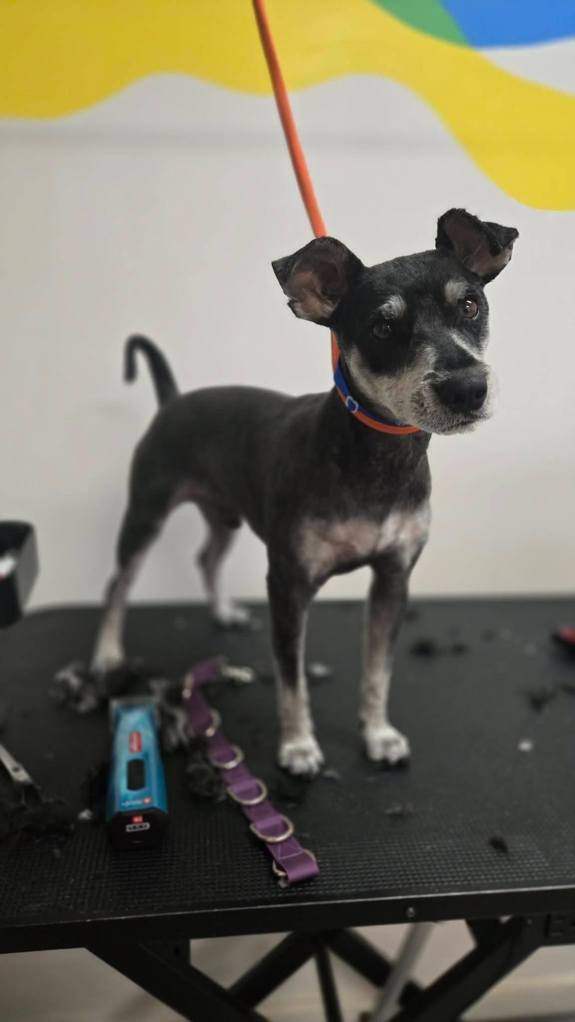 Enlarge Ollie -H, a Adoptable mixed breed in Hurricane, UT image 6/6