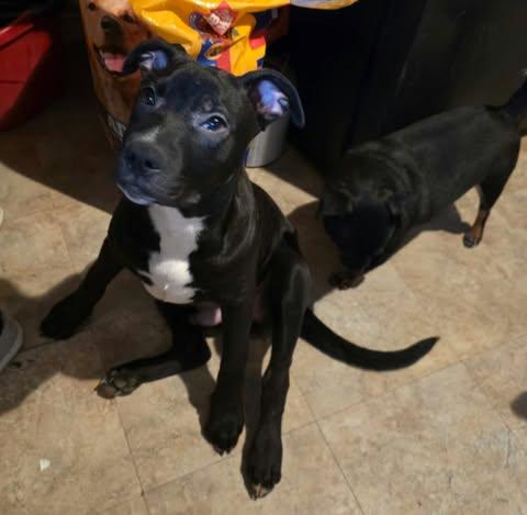 Enlarge Tyson, a Adoptable mixed breed in Paramus, NJ image 4/5