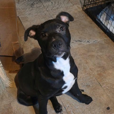 Enlarge Tyson, a Adoptable mixed breed in Paramus, NJ image 5/5