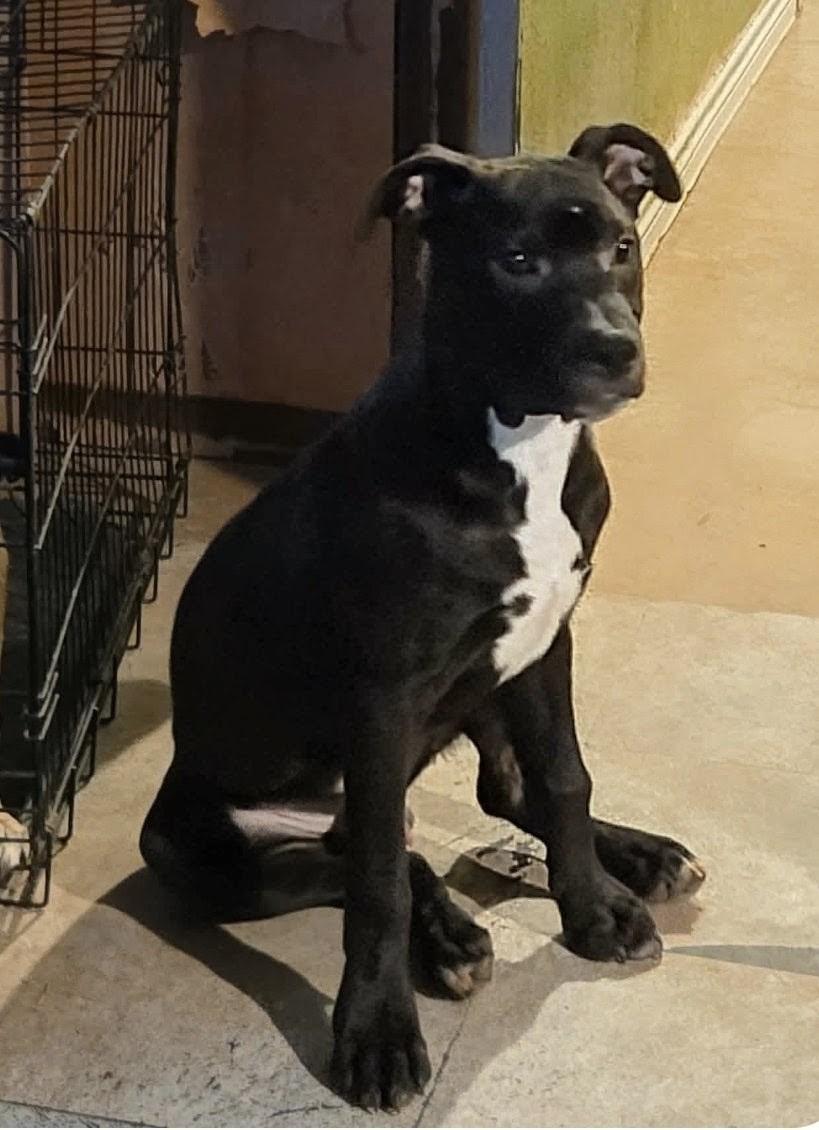 Enlarge Tyson, a Adoptable mixed breed in Paramus, NJ image 1/5