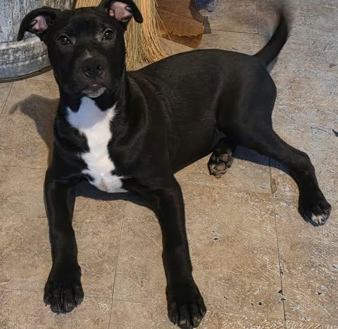 Enlarge Tyson, a Adoptable mixed breed in Paramus, NJ image 3/5