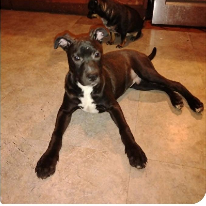 Enlarge Tyson, a Adoptable mixed breed in Paramus, NJ image 2/5