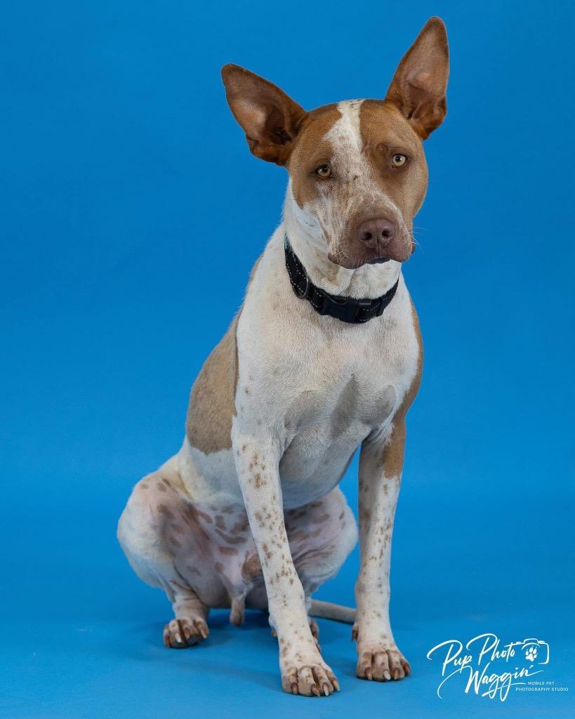 Enlarge Calvin, a Adoptable mixed breed in Claremore, OK image 1/6