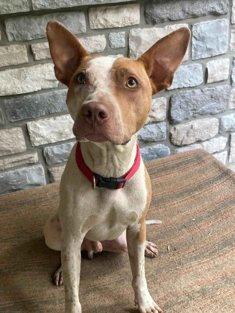 Calvin, Adoptable, Young Male Cattle Dog & Pit Bull Terrier.