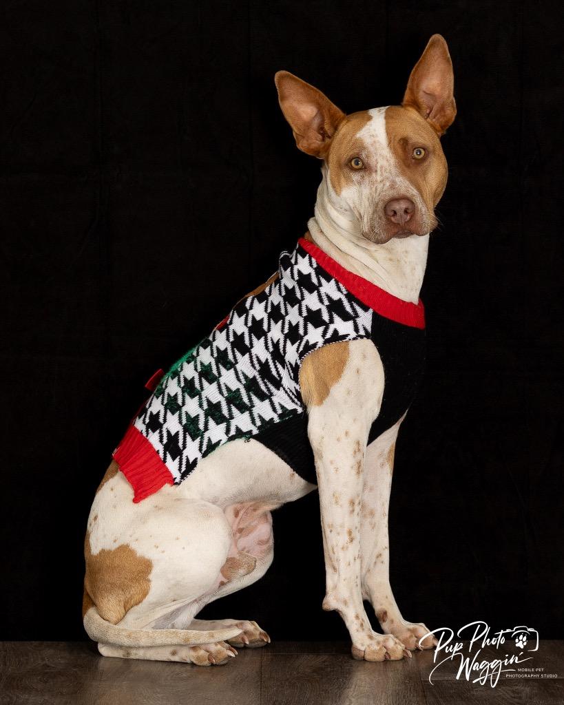 Enlarge Calvin, a Adoptable mixed breed in Claremore, OK image 4/6