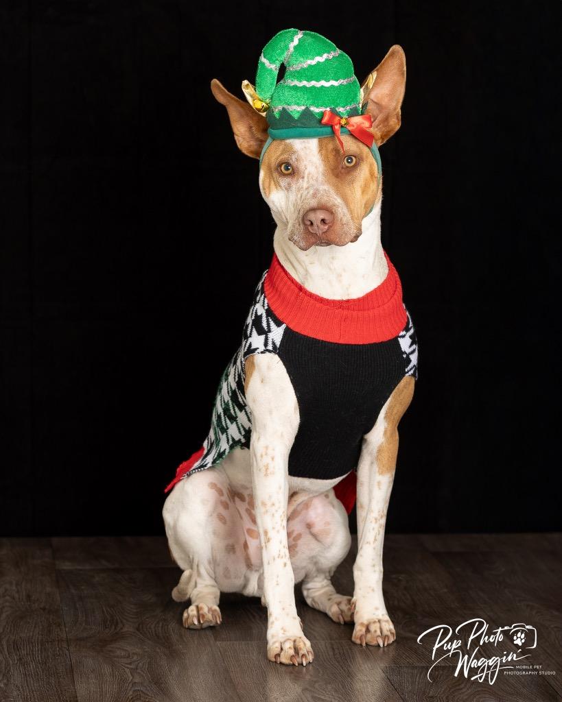 Enlarge Calvin, a Adoptable mixed breed in Claremore, OK image 5/6