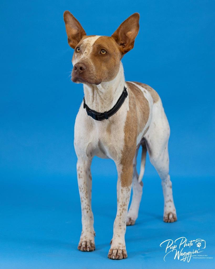 Enlarge Calvin, a Adoptable mixed breed in Claremore, OK image 6/6