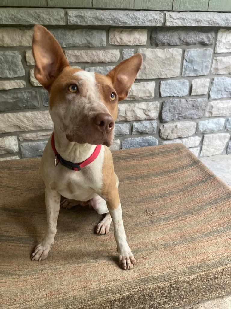 Calvin, a Adoptable mixed breed in Claremore, OK image 3/4