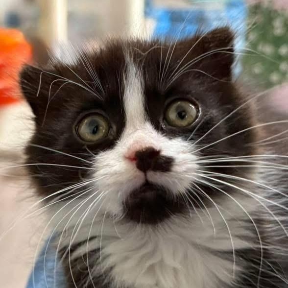 Winchester, a ADOPTABLE Scottish Fold in Blanch, NC image 4/5