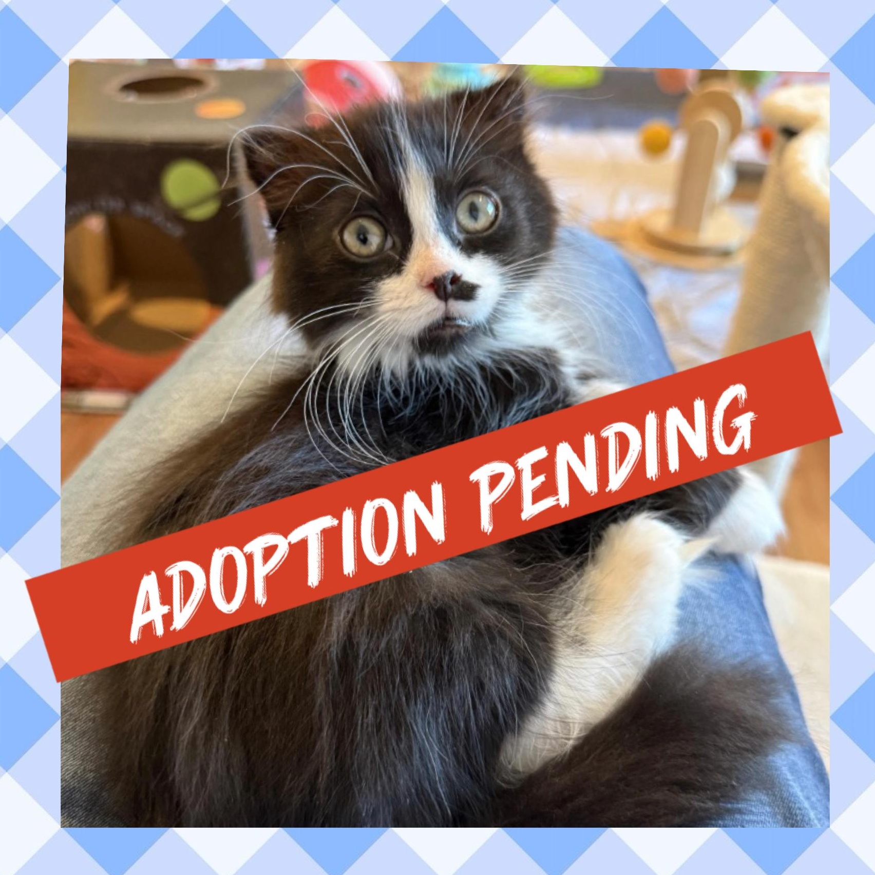 Winchester, a ADOPTABLE Scottish Fold in Blanch, NC image 1/5