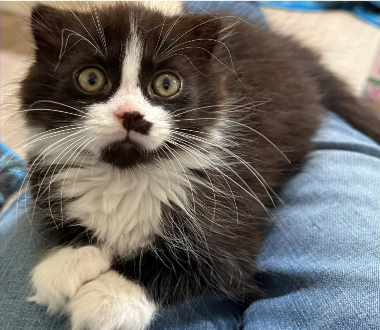 Winchester, a ADOPTABLE Scottish Fold in Blanch, NC image 2/5