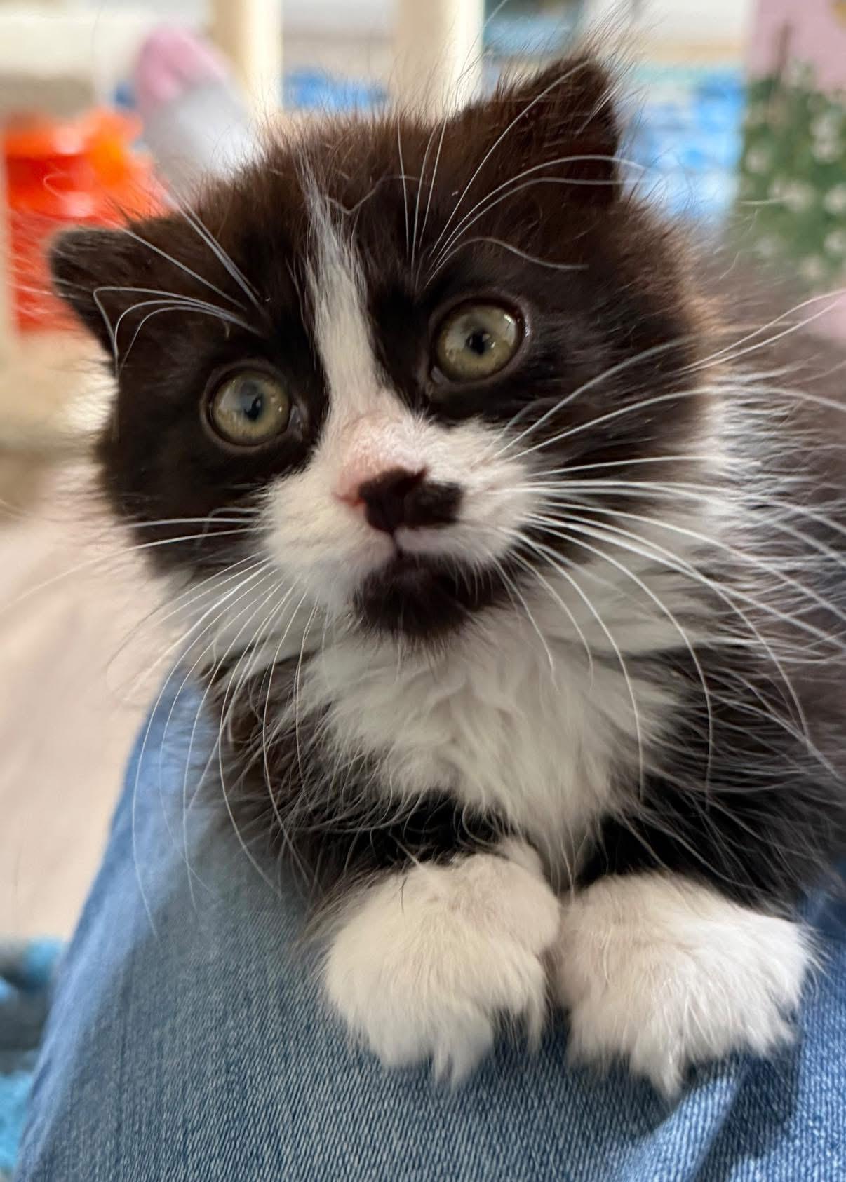 Winchester, a ADOPTABLE Scottish Fold in Blanch, NC image 5/5