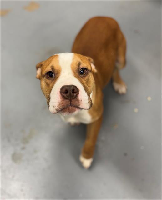 GROMWELL, Adoptable, Young Male Pit Bull Terrier & Mixed Breed.