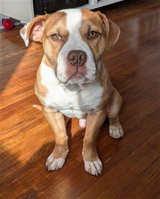 Enlarge GROMWELL, a Adoptable mixed breed in Peoria, IL image 1/1