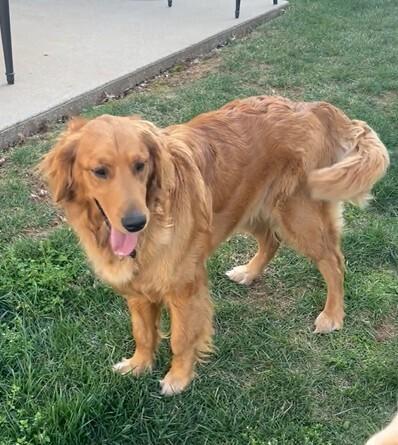 Enlarge Marleigh #7366, a Adopted Golden Retriever in Louisville, KY image 1/2