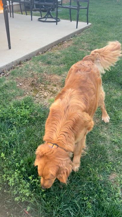 Enlarge Marleigh #7366, a Adopted Golden Retriever in Louisville, KY video 2/2
