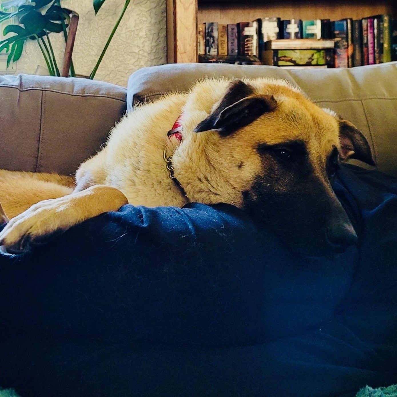 Enlarge Astrid, a ADOPTABLE Shepherd in New Orleans, LA image 3/4