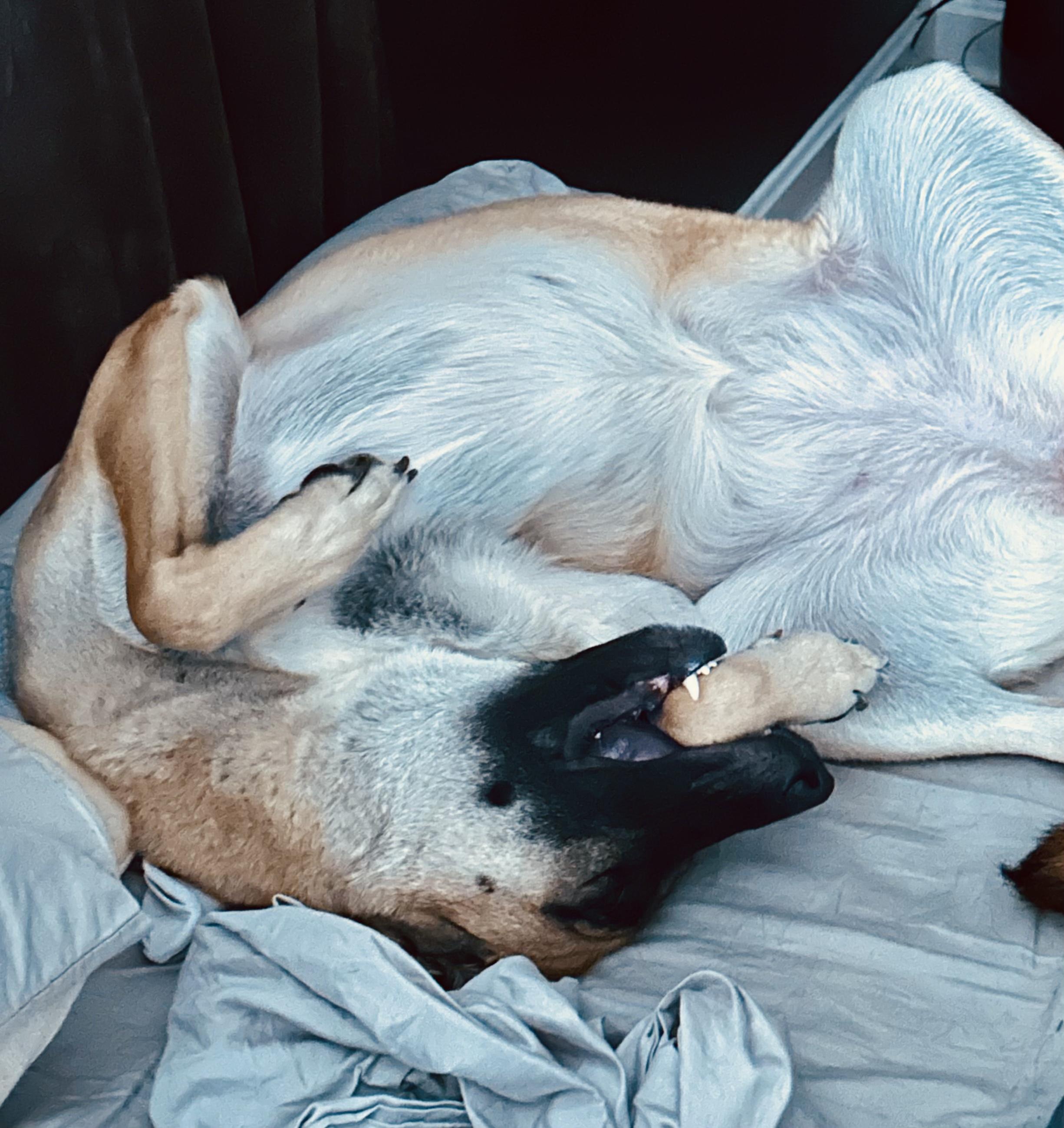 Enlarge Astrid, a ADOPTABLE Shepherd in New Orleans, LA image 5/6