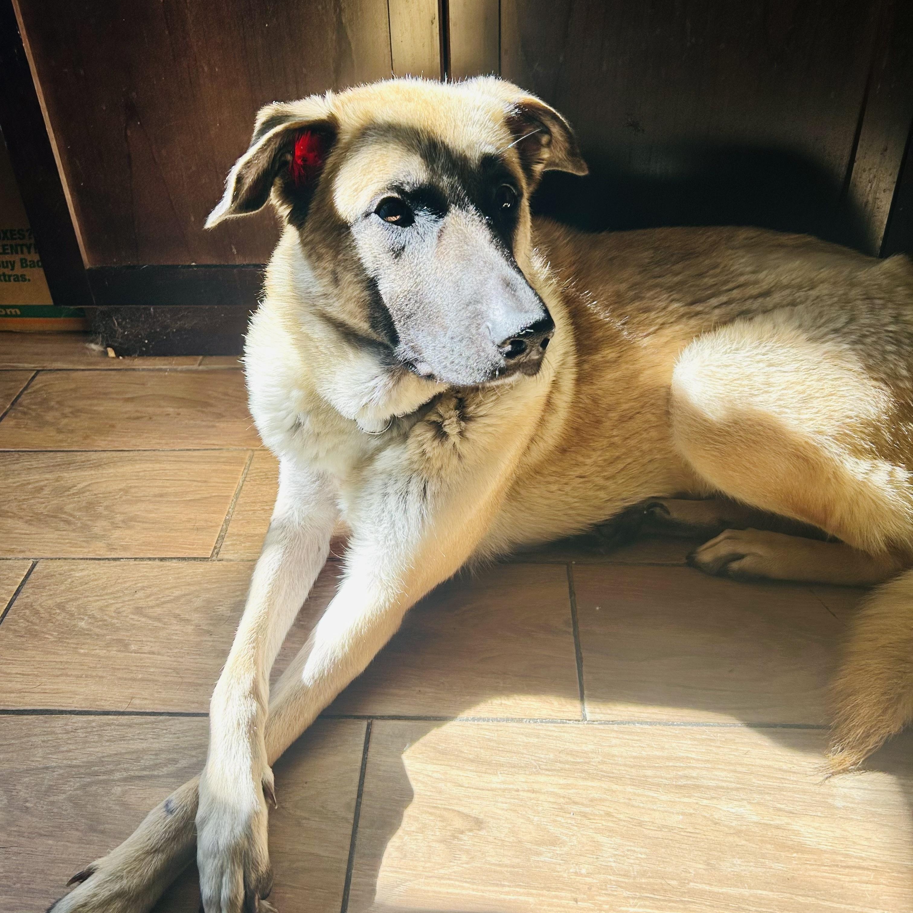 Astrid, ADOPTABLE, Adult Female Shepherd.