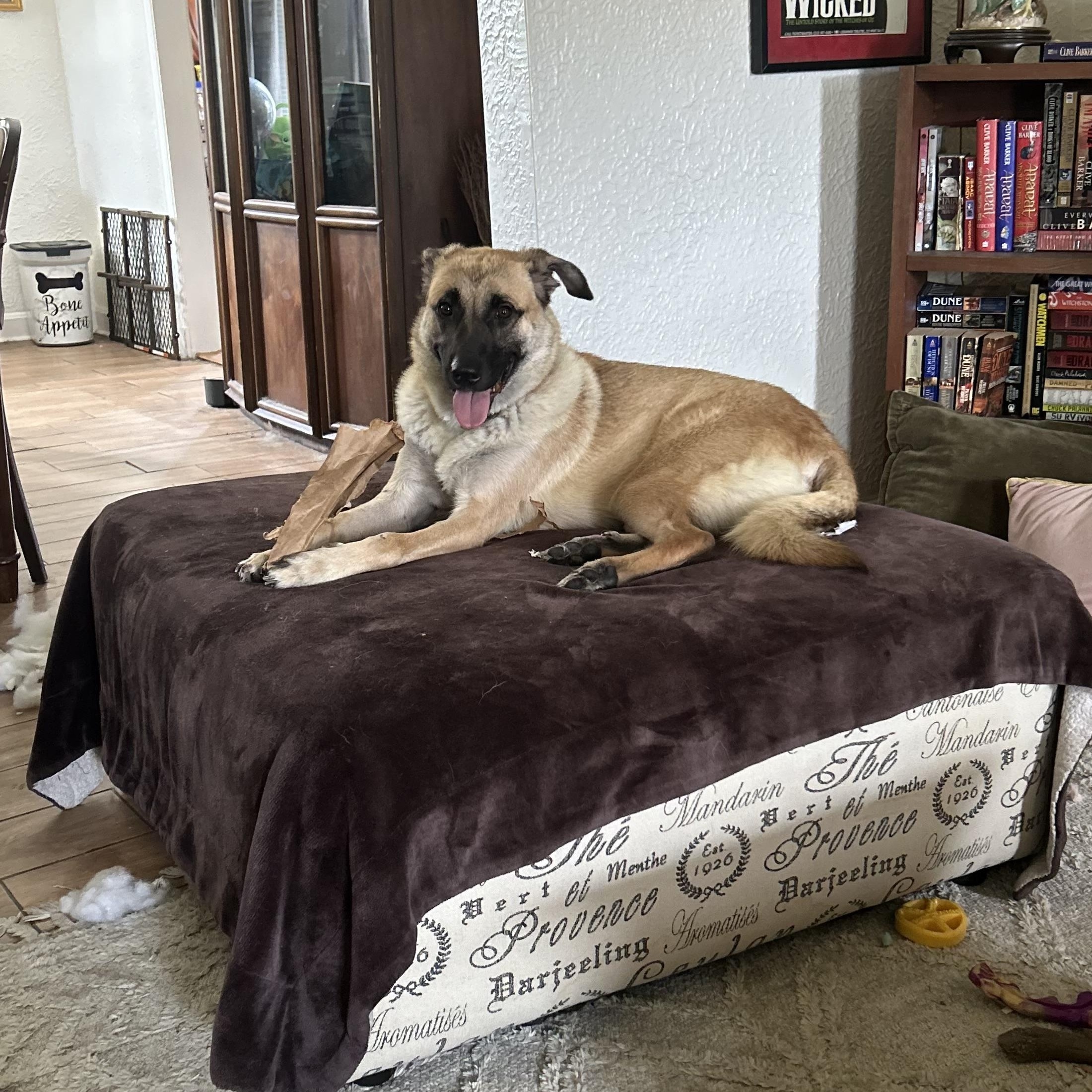 Astrid, ADOPTABLE, Adult Female Shepherd.