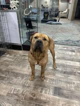 Bam Bam, a ADOPTABLE Mastiff in Wilkesboro, NC image 1/3