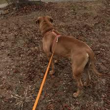 Bam Bam, a ADOPTABLE Mastiff in Wilkesboro, NC image 2/3