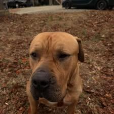Bam Bam, a ADOPTABLE Mastiff in Wilkesboro, NC image 3/3