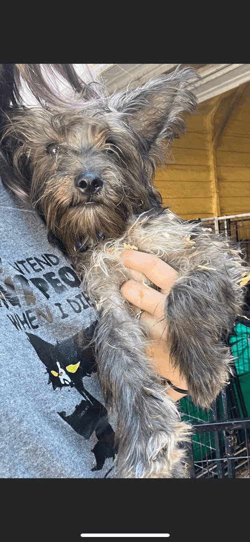 Toto , a Adopted mixed breed in Burlington, WA image 1/2