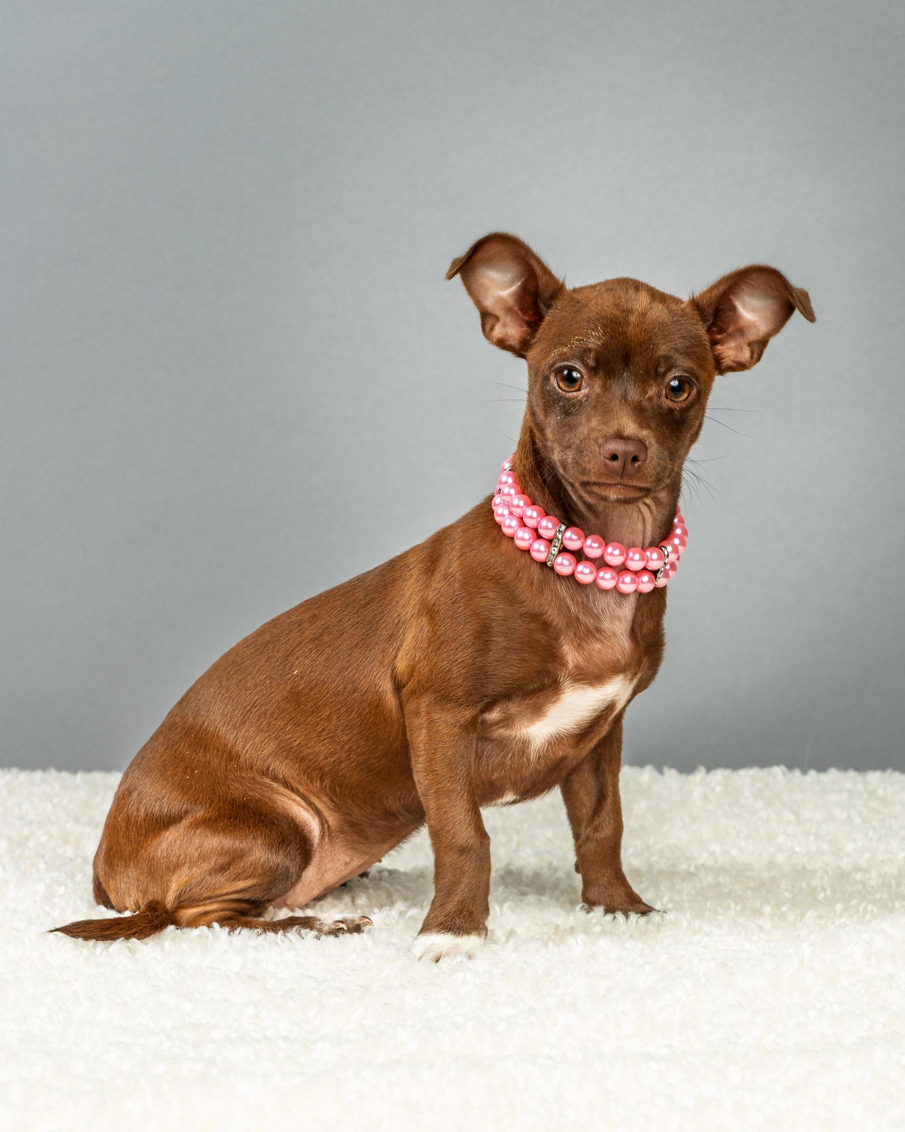 Enlarge Avery - Puppy - Coming Mid January, an adopted Chihuahua in Plano, TX image 3/6