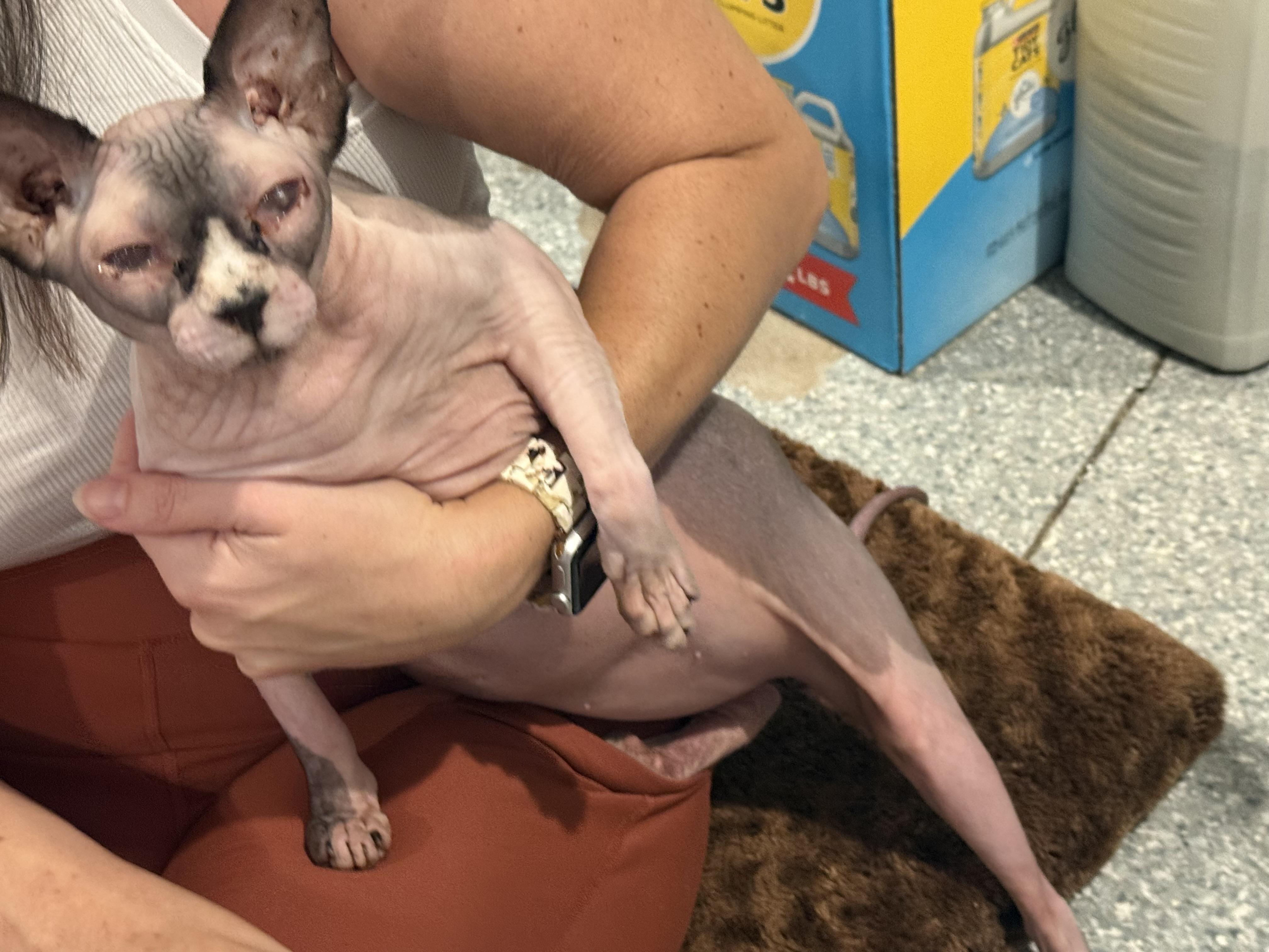 Enlarge Princess, a Adoptable Sphynx / Hairless Cat in Bradenton, FL image 3/4