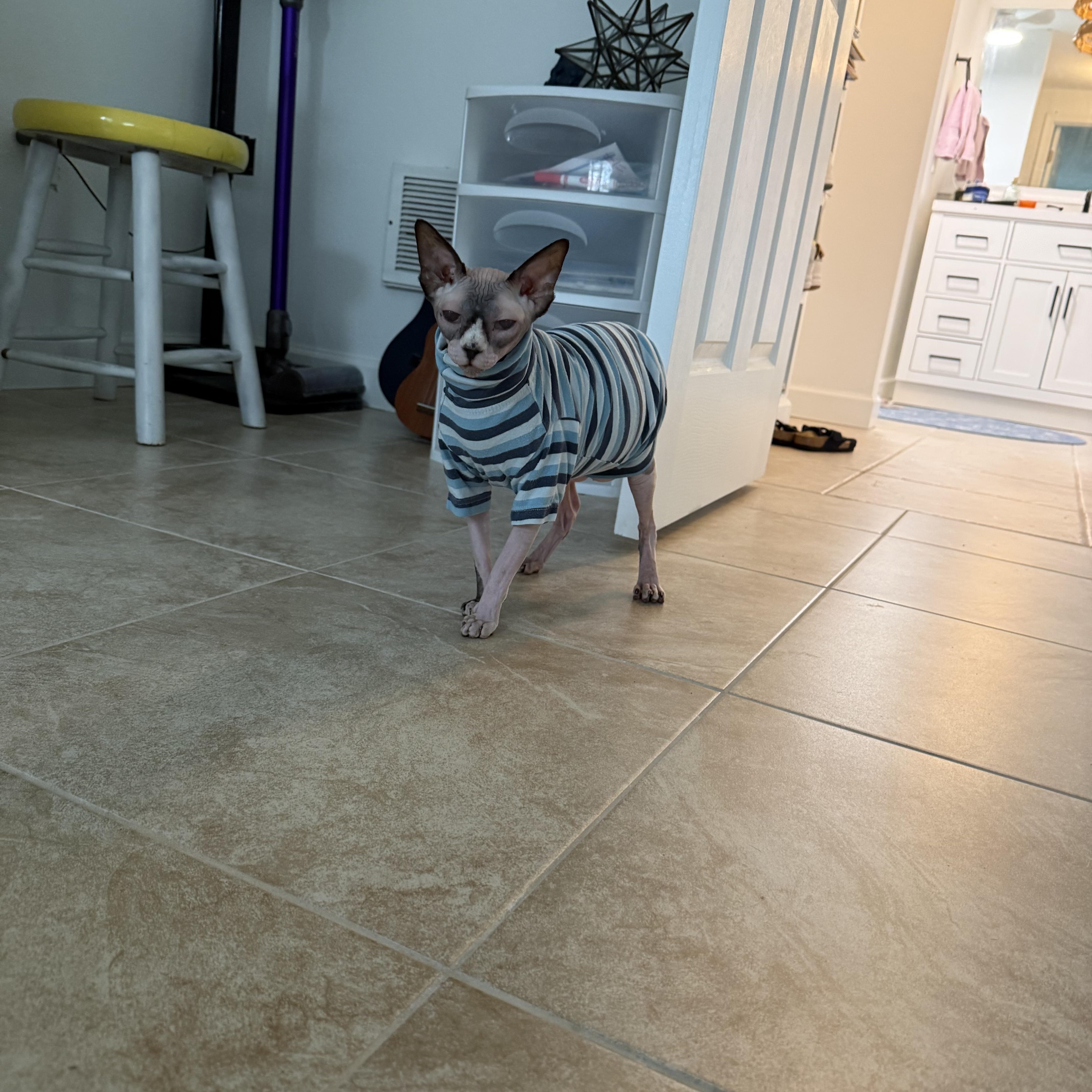 Enlarge Princess, a Adoptable Sphynx / Hairless Cat in Bradenton, FL image 4/4