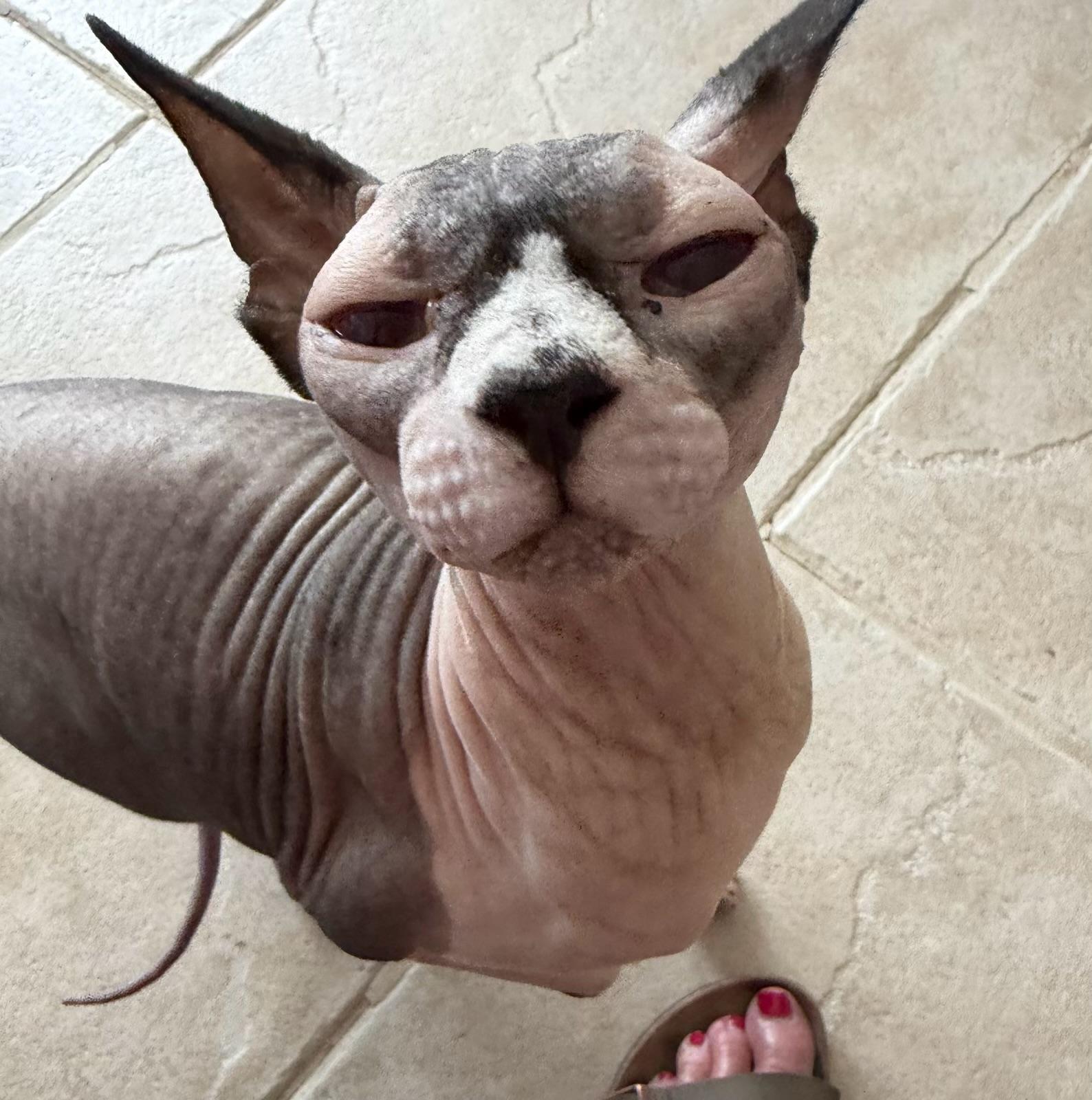 Princess, Adoptable, Adult Female Sphynx / Hairless Cat.