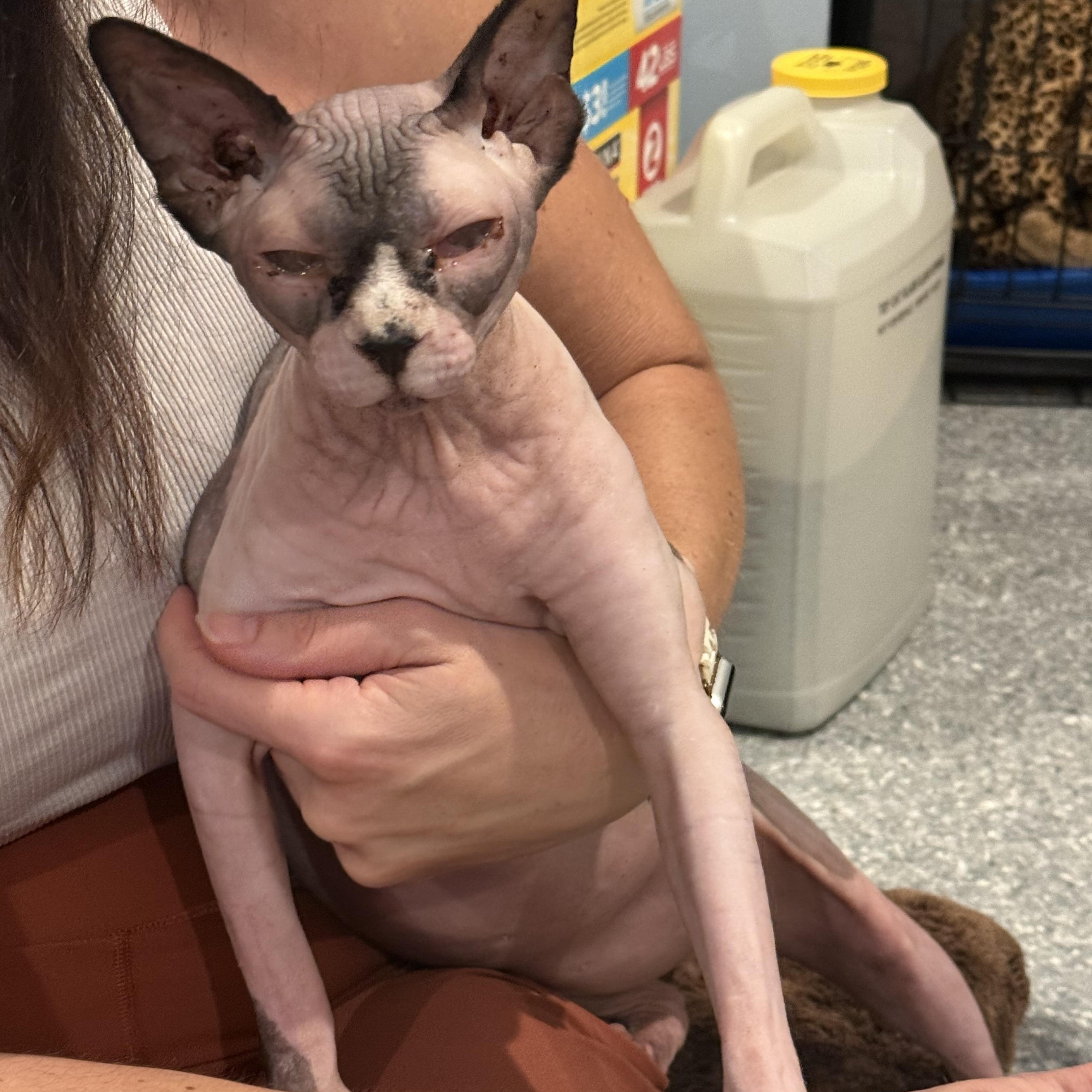 Enlarge Princess, a Adoptable Sphynx / Hairless Cat in Bradenton, FL image 2/4